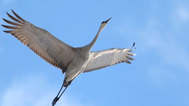 Фото: Перелетные птицы возвращаются в Череповецкий район