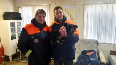 Фото: В Череповце спасали собаку