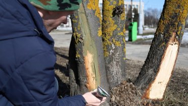 Фото: «Искусственной корой» защитят в Череповце деревья