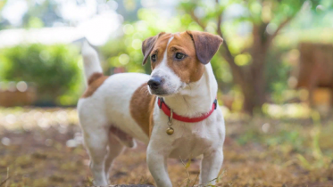 Фото: Пьяный череповчанин украл у женщины собаку