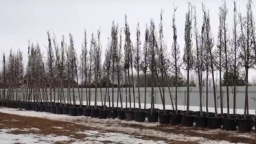 Фото: Мелколистные липы появятся на обновленном Советском проспекте