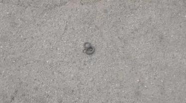 Фото: Череповчанка в центре города видела маленькую змею