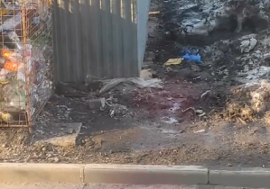 Фото: Жителей череповецкой пятиэтажки атакуют крысы