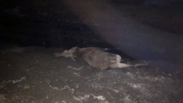 Фото: Двух лосей сбили за неделю под Череповцом