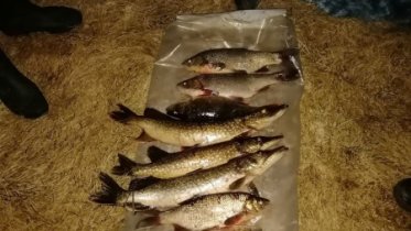 Фото: Дух браконьеров задержали на Рыбинском водохранилище и на реке Кондошке