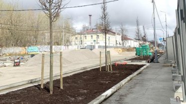 Фото: Первые липы появились в рамках реконструкции Советского проспекта