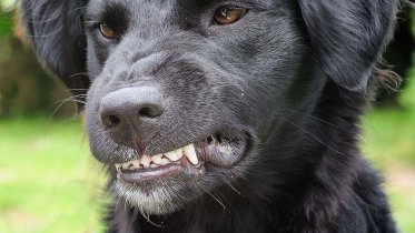 Фото: В Череповце собака укусила прохожего за палец