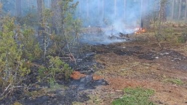 Фото: Под Череповцом горел лес