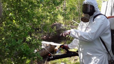 Фото: Череповчан обезопасят от клещей