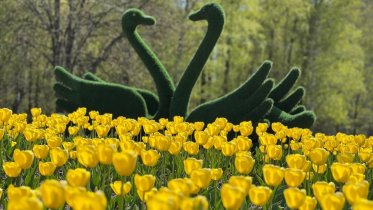 Фото: Тюльпаны распустились на череповецких клумбах