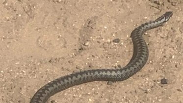 Фото: Ядовитую змею видели отдыхающие на пляже Череповца