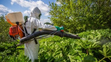 Фото: Владельцы земли могут получить штраф за борщевик