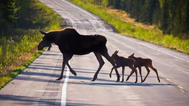 Фото: Количество лосей увеличилось на подъездах к Череповцу