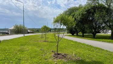 Фото: Об озеленении города рассказал мэр Череповца