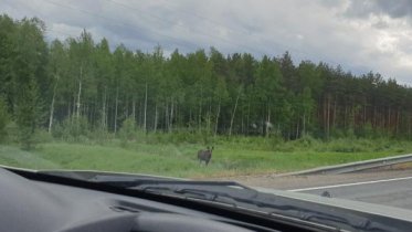 Фото: На трассе под Череповцом снова видели лосей