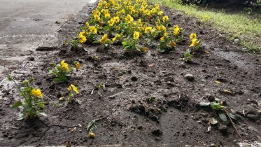 Фото: Череповчане воруют с клумб цветы