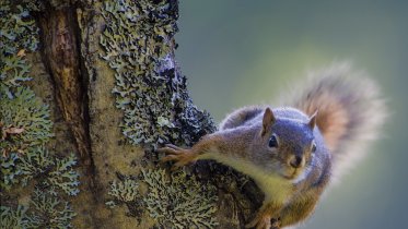 Фото: В череповецком парке велосипедисты задавили белку