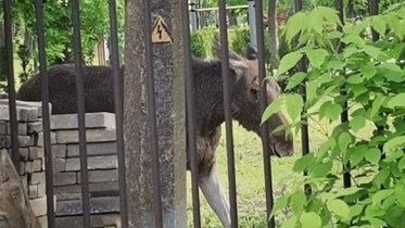 Фото: Молодого лося пришлось выводить из Соляного сада