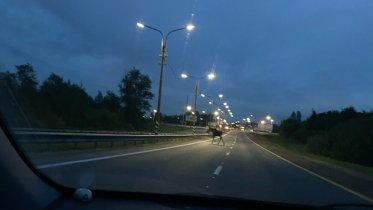 Фото: Под Череповцом снова зафиксировали нашествие лосей