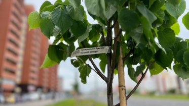 Фото: 100 новых лип появились на Шекснинском проспекте