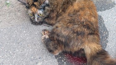 Фото: В Череповце выбросили кошку из окна многоэтажки