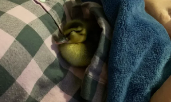 Фото: Юный череповчанин спас утенка