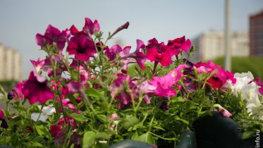 Фото: До конца месяца в Череповце развесят около 800 кашпо с цветами