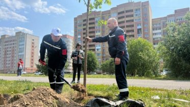Фото: Взрослые клены появились на улице Раахе в Череповце