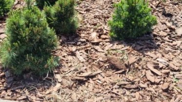 Фото: В Череповце воруют сосны из сквера моряков