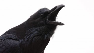 Фото: Череповчанин в 4 утра разговаривал с вороной