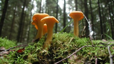 Фото: В череповецких лесах скоро пойдут лисички