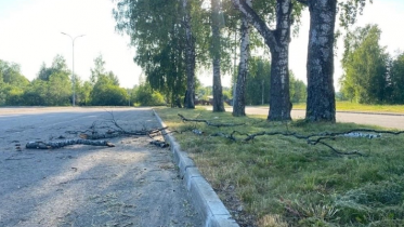 Фото: На череповчанку с ребенком рухнуло дерево