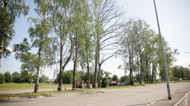 Фото: На парковке у Матуринской обратили внимание на сухие деревья