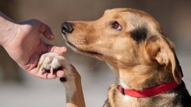 Фото: Череповчане помогут бездомным животным