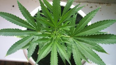 Фото: Череповчанин решил выращивать дома коноплю