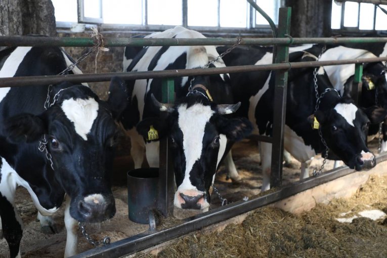 Фото: Вологодская область укрепляет позиции в племенном животноводстве