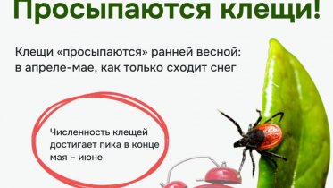 Фото: Раннее пробуждение клещей: первая жертва сезона в Вологодской области