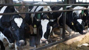 Фото: Вологодская область укрепляет позиции в племенном животноводстве