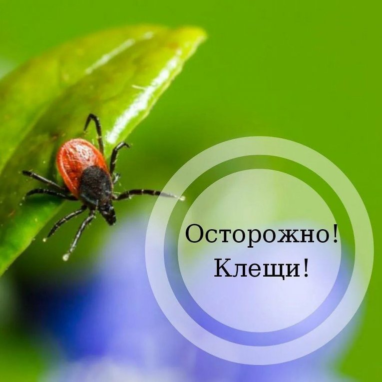 Фото: За неделю в Вологодской области зарегистрировали более 50 случаев укусов клещей