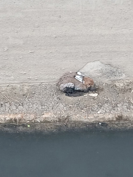 Фото: В Череповце спасли зайца с очистных сооружений