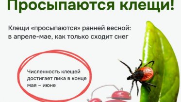 Фото: В Вологодской области активизировались клещи