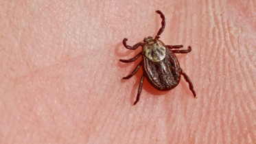Фото: Число укусов клещей в Вологодской области превысило сотню с начала года