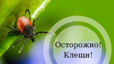 Фото: За неделю в Вологодской области зарегистрировали более 50 случаев укусов клещей