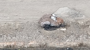 Фото: В Череповце спасли зайца с очистных сооружений