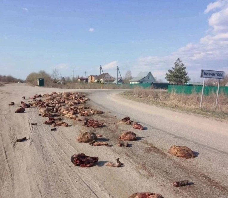Фото: Зловонный инцидент под Шексной: грузовик разбросал туши животных дороге
