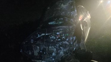 Фото: В Череповецком районе два лося попали под колёса на федеральной трассе