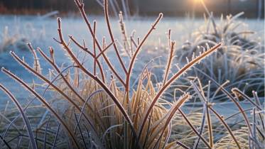 Фото: Жителей Вологодчины предупреждают о заморозках