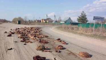 Фото: Зловонный инцидент под Шексной: грузовик разбросал туши животных дороге