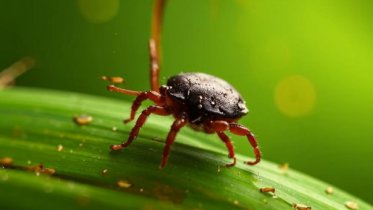 Фото: С начала года в Вологодской области зарегистрировано 10 808 случаев укусов клещей