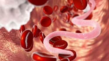 Фото: Уровень паразитарных заболеваний в Вологодской области втрое выше среднероссийского показателя